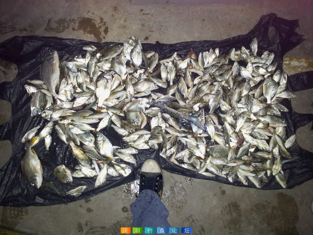 2013年下半年的所有渔获